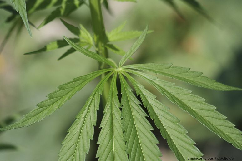 Cannabis – Verwendung in der Medizin